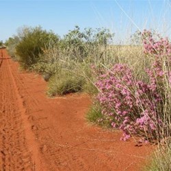 Gunbarrel 6
