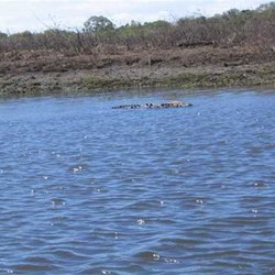 croc with wallaby in mouth!