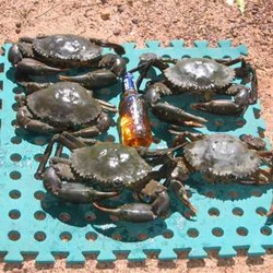 nice feed of muddies