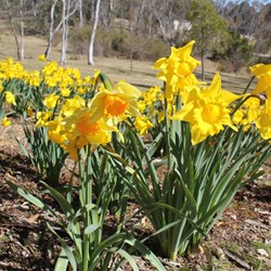 Daffodils at Rydal