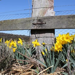 Daffodils are Everywhere in Rydal
