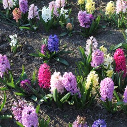 Hyacinths in the Old Police Station Garden - Rydal