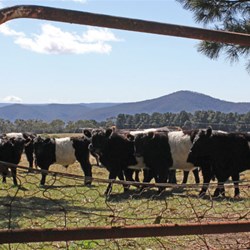 Belted Galloways Enjoying the Sun