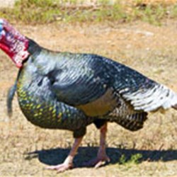 This Turkey came wandering through camping area