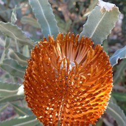 One of the beautiful banksia flowers out at the moment.