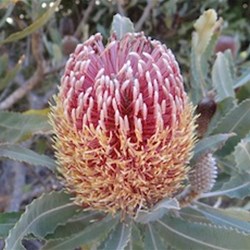 Another lovely bloom