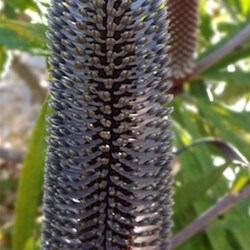 A very rare variety of banksia.