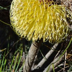 This one is a very unique and different shape.