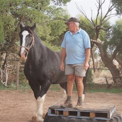 Colin & Jenny the Clydesdale
