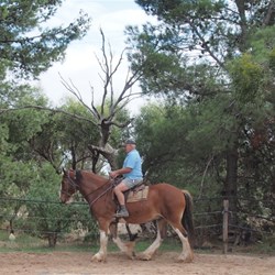 Colin riding Mr T the Clydesdale