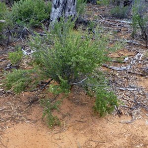 Currant Bush
