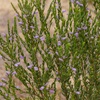 Eremophila weldii