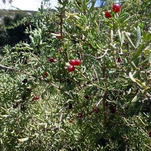 Barrier Saltbush