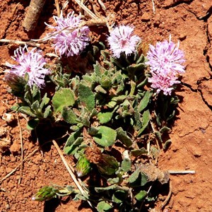 Pink Daisy - Streptoglossa sp.