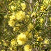 Melaleuca