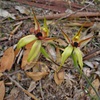 Leaping Spider Orchid