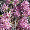 Calytrix carinata
