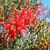 Grevillea dielsiana