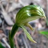 Common Leafy Greenhood Orchid