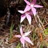 Pink Fairy Orchid