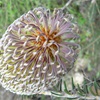 Round-fruit Banksia