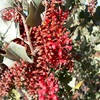 Wickhams Grevillea