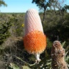 Acorn Banksia