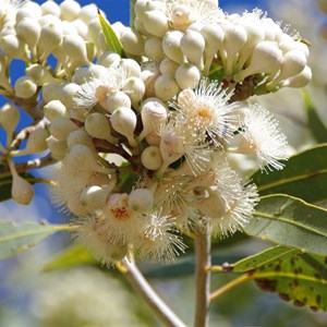 Bloodwood
