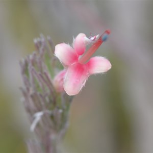 Kangaroo Island Gland Flower
