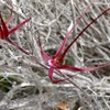 Nyabing Spider Orchid