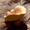 Giant Bolete Fungus or Salmon Gum Mushroom (in WA)