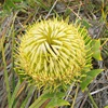 Baxters Banksia
