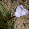 Native Iris