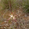 Caladenia denticulata subsp. red flowering