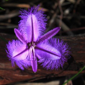 Fringe Lily
