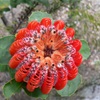 Banksia coccinea