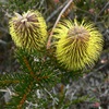 Teasel banksia