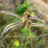 Dragon Orchid