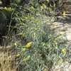 Crotalaria eremaea,  	Bluebush Pea, Desert Rattlepod