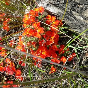 Red Lechenaultia 