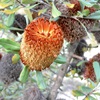 Desert Banksia