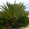 Macrozamia dyeri or Zamia Palm