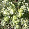 Bladder Saltbush