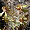 Short-sepaled spider orchid