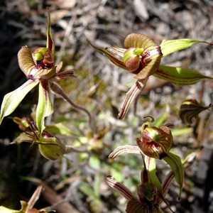 Short-sepaled spider orchid
