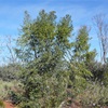 Desert or Native Poplar