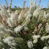 Grevillea obliquistigma