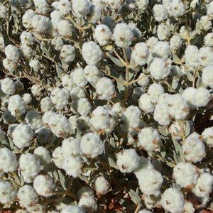 Newcastelia cephalantha