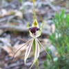 Mantis Orchid, Spider Orchid