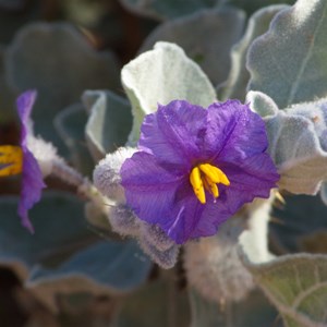 Bush Tomato / Flannel bush